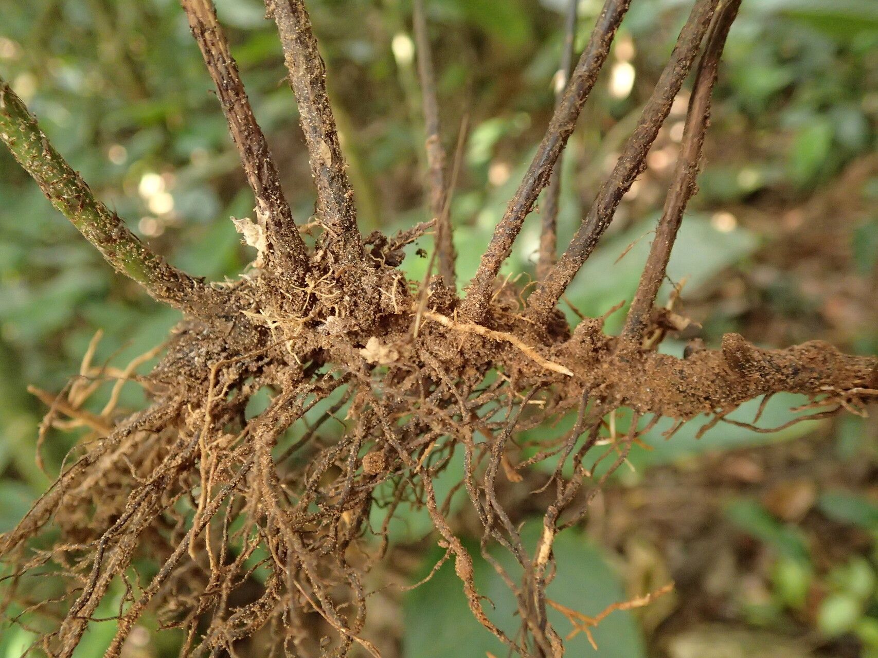 Bolbitis gemmifer other