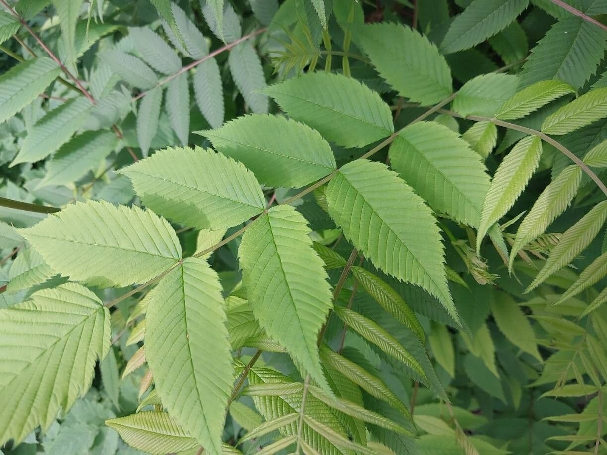 Sorbaria grandiflora leaf