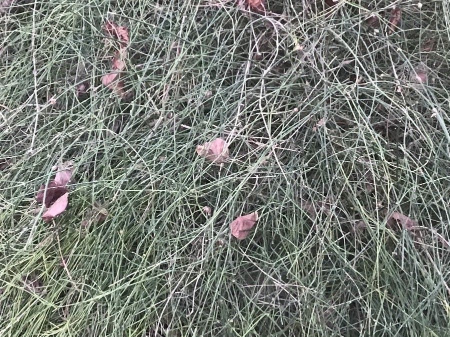 Ephedra tweedieana — search result for 'Ephedra'