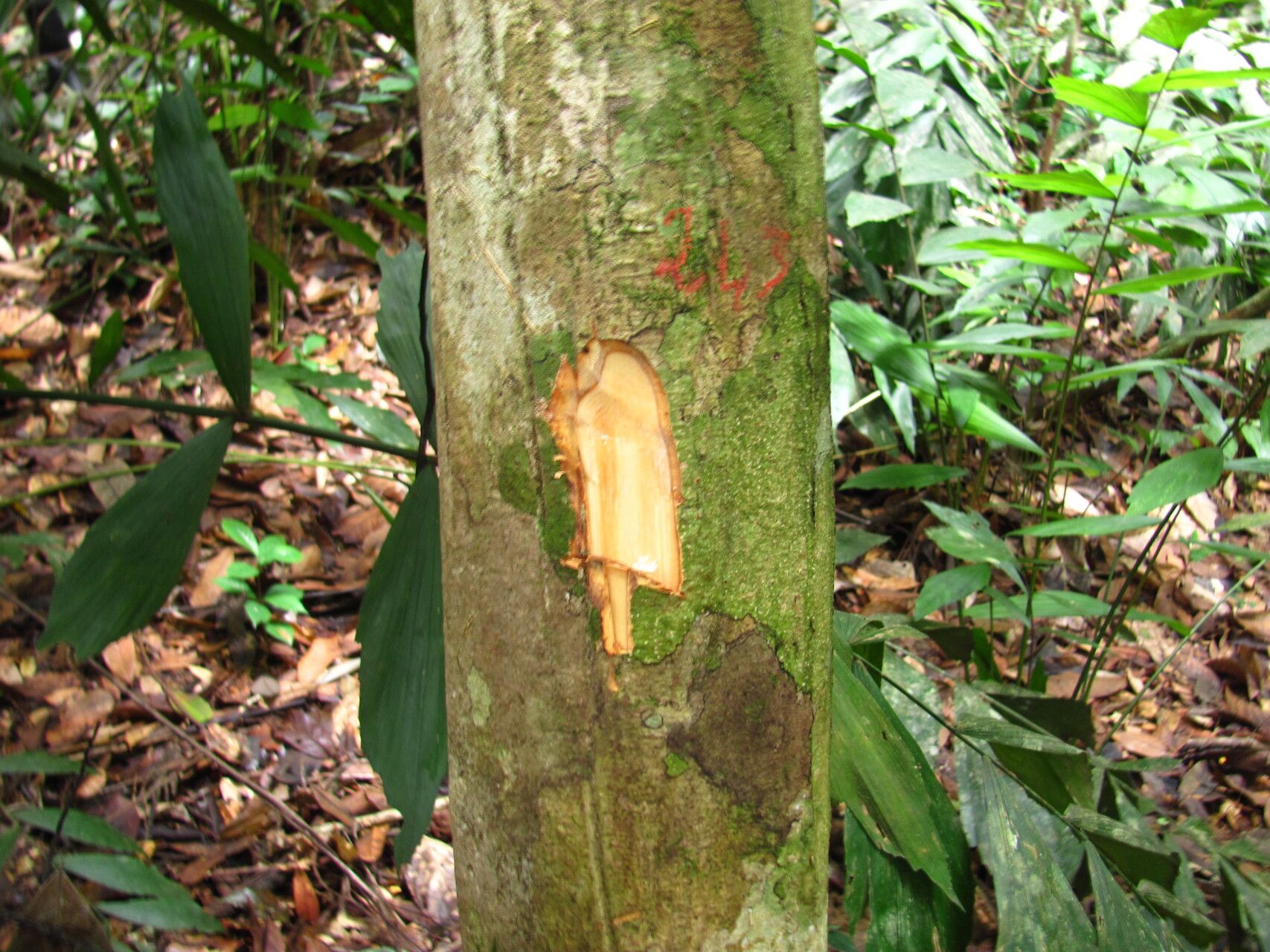 Drypetes aylmeri — related species from the same genus