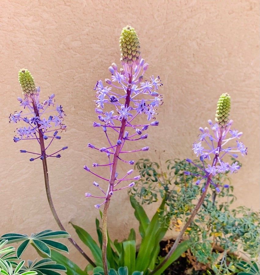 Scilla hyacinthoides habit