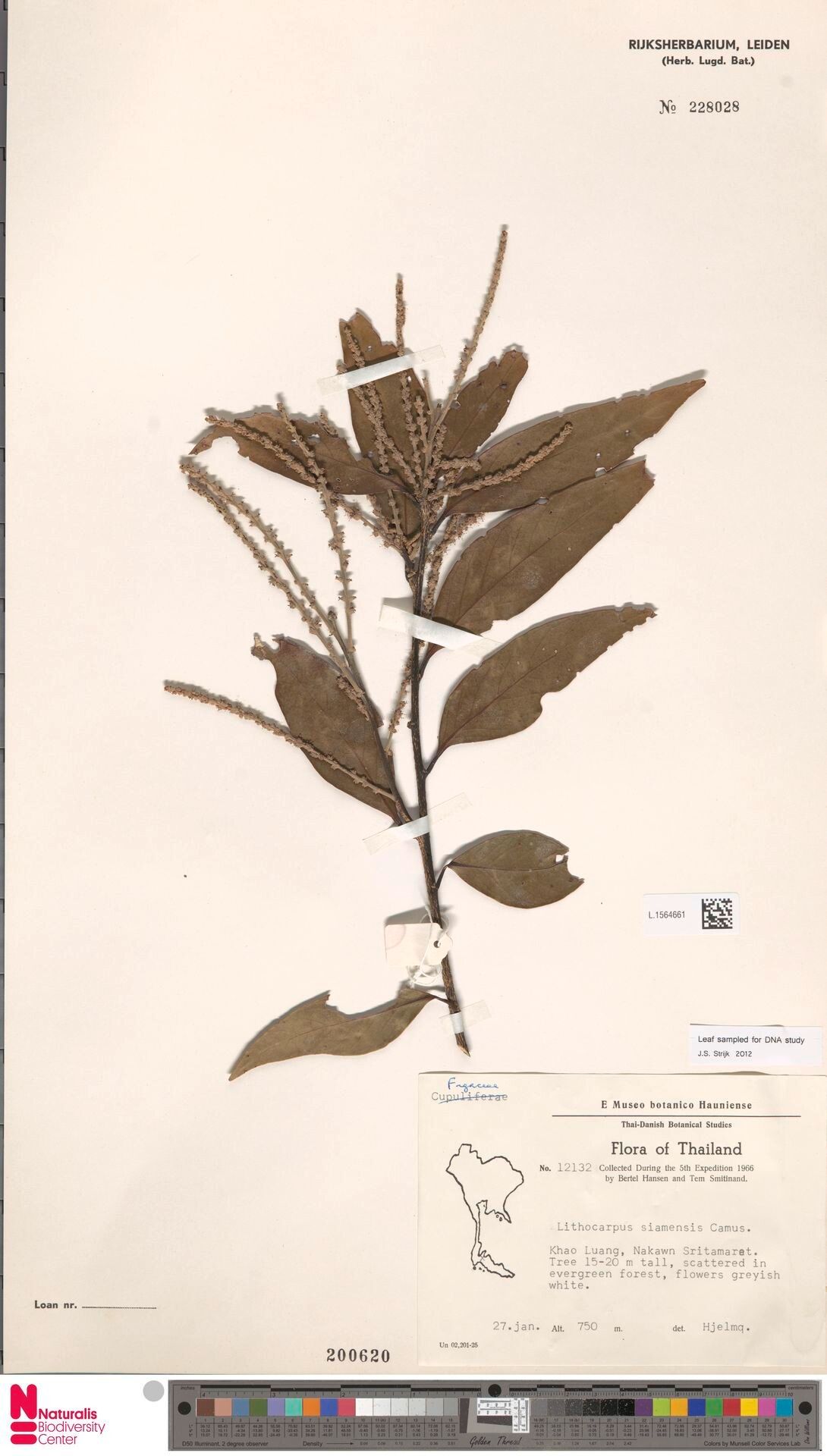 Lithocarpus siamensis — houseplant care guide