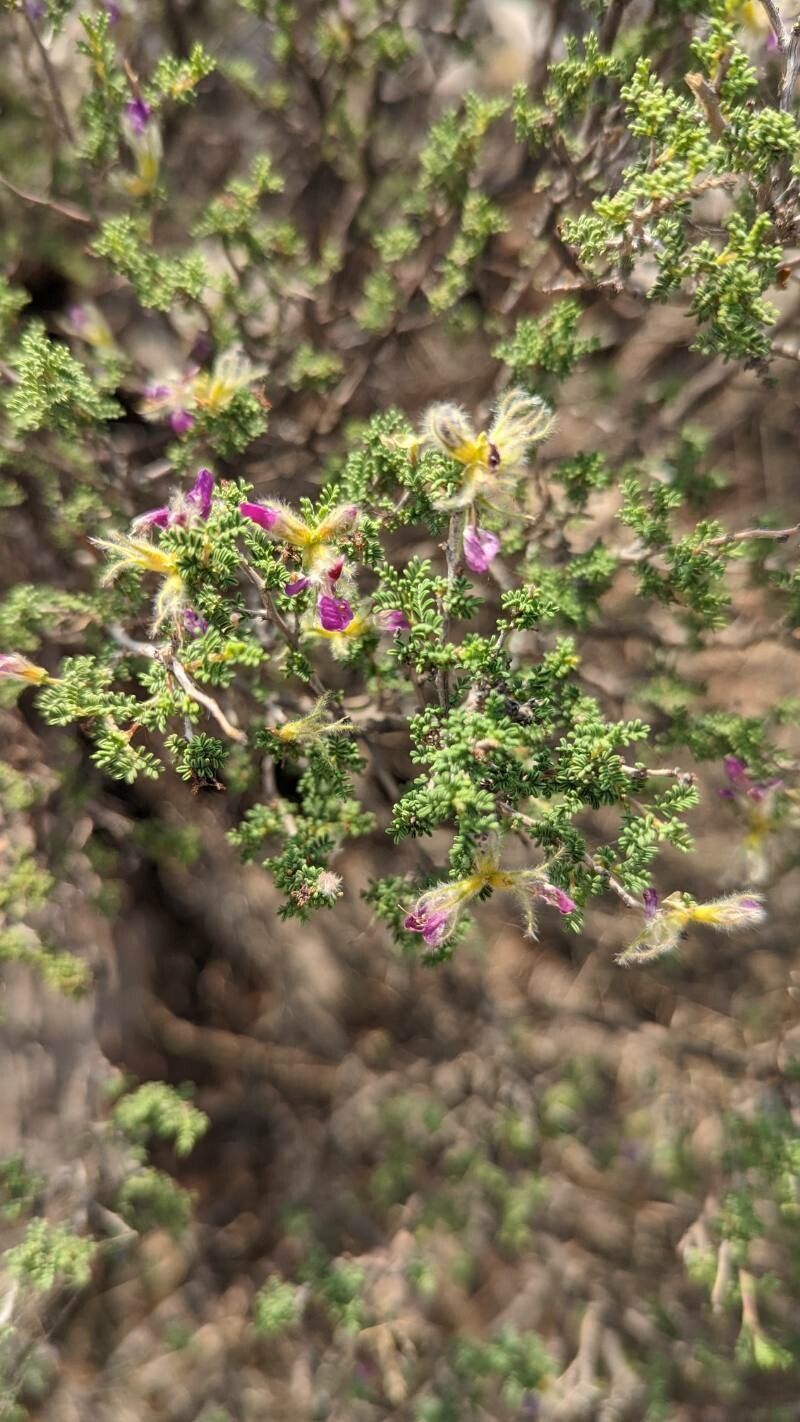 Dalea formosa flower