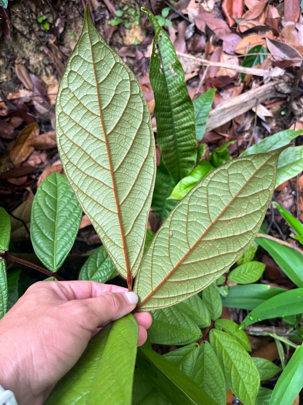 Connarus ferrugineus leaf
