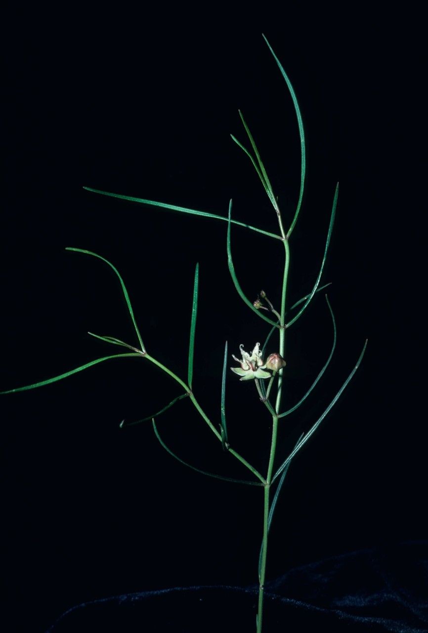 Asclepias macrotis habit