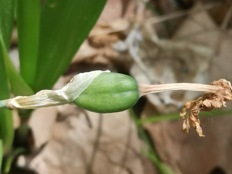 Narcissus dubius fruit