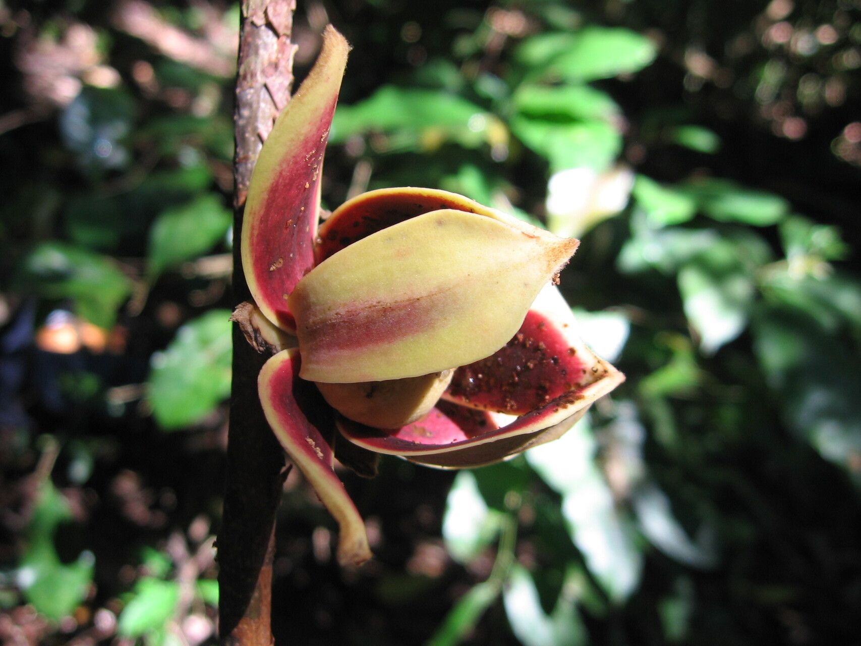 Uvariodendron pycnophyllum flower