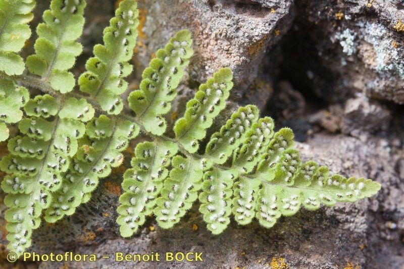 Hypodematium crenatum other