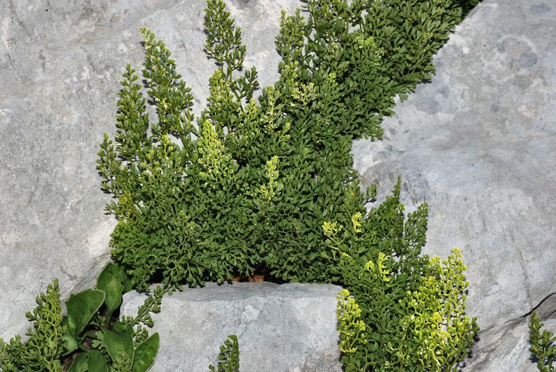 Asplenium fissum habit