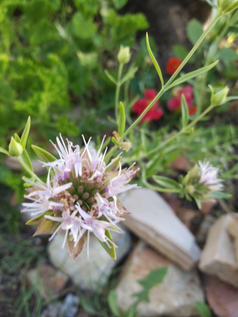 Monardella odoratissima flower