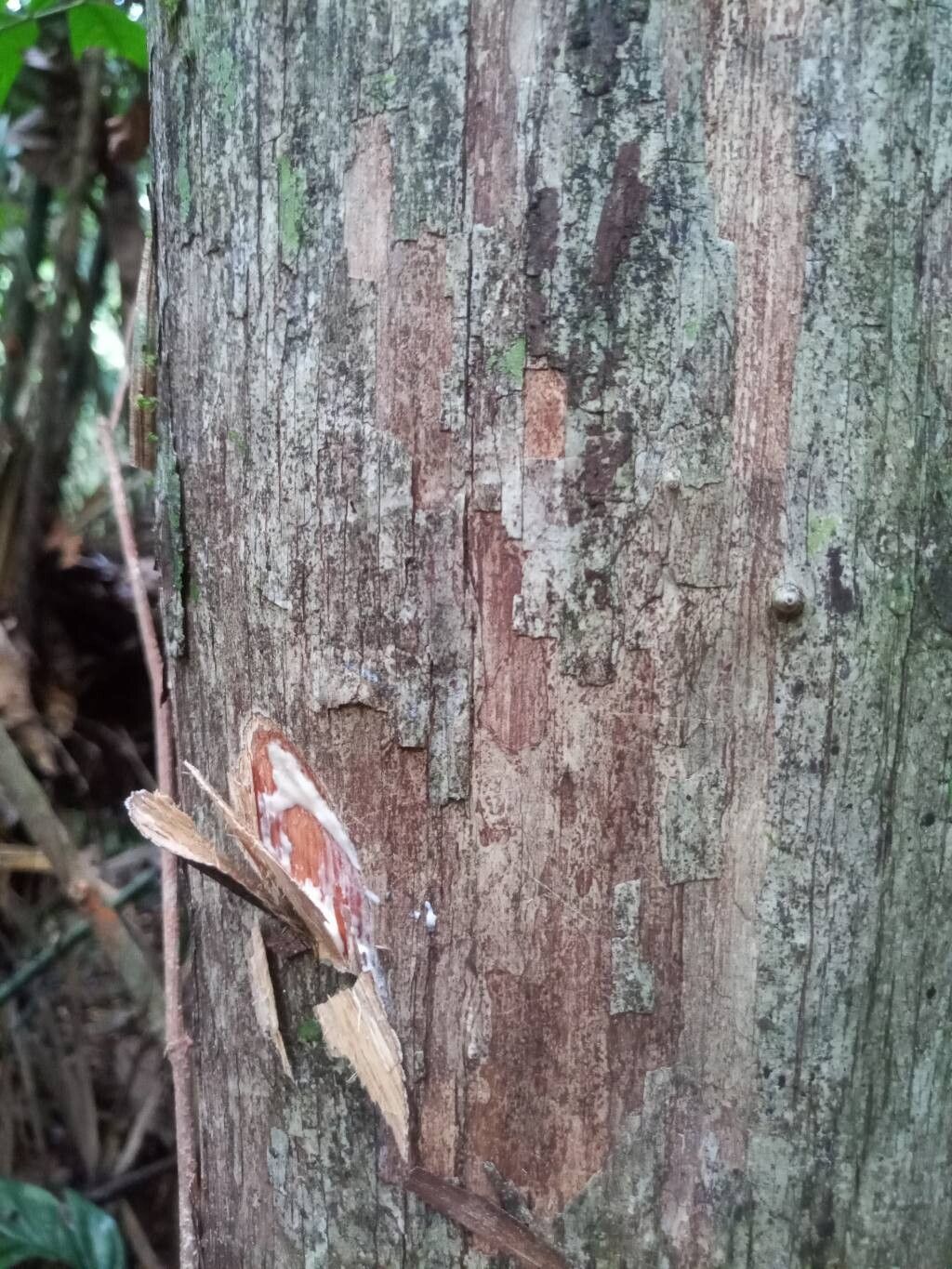Pouteria macrocarpa bark