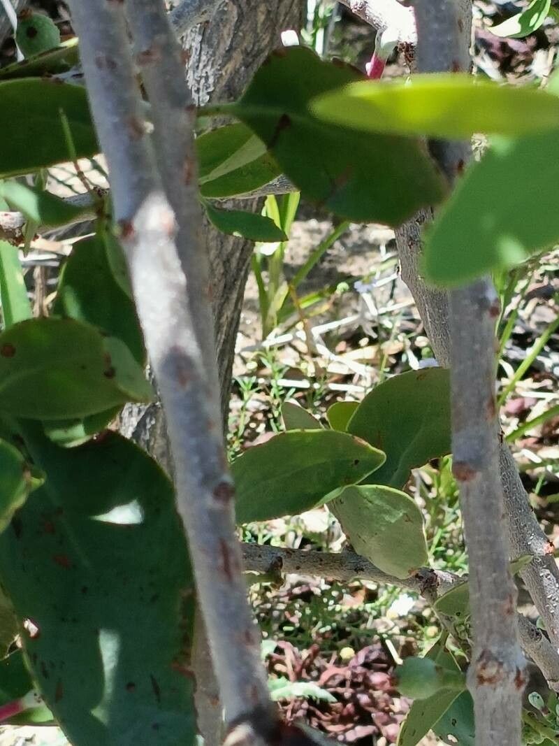 Tapinanthus oleifolius — houseplant care guide