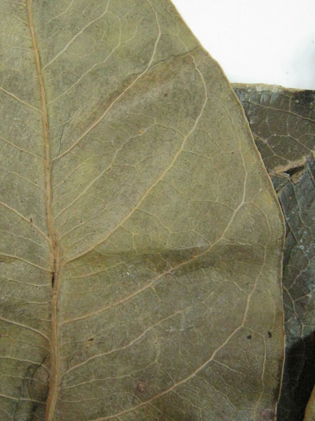 Eschweilera squamata other