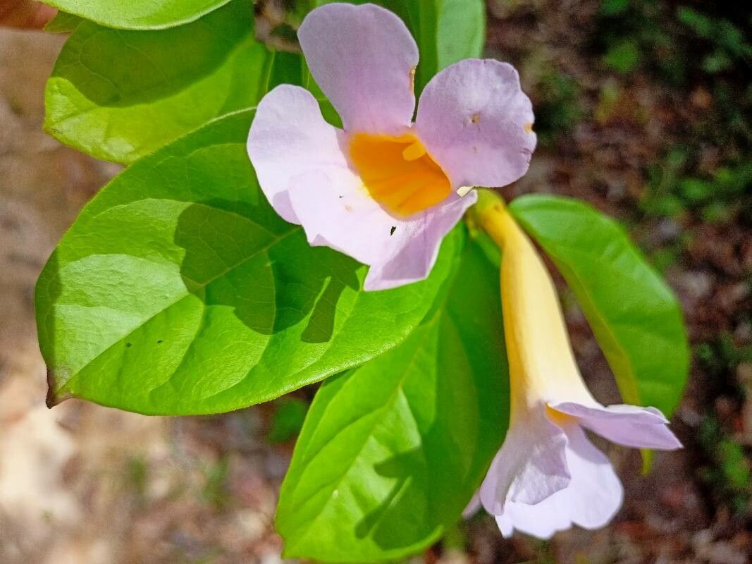 Amphilophium frutescens — houseplant care guide