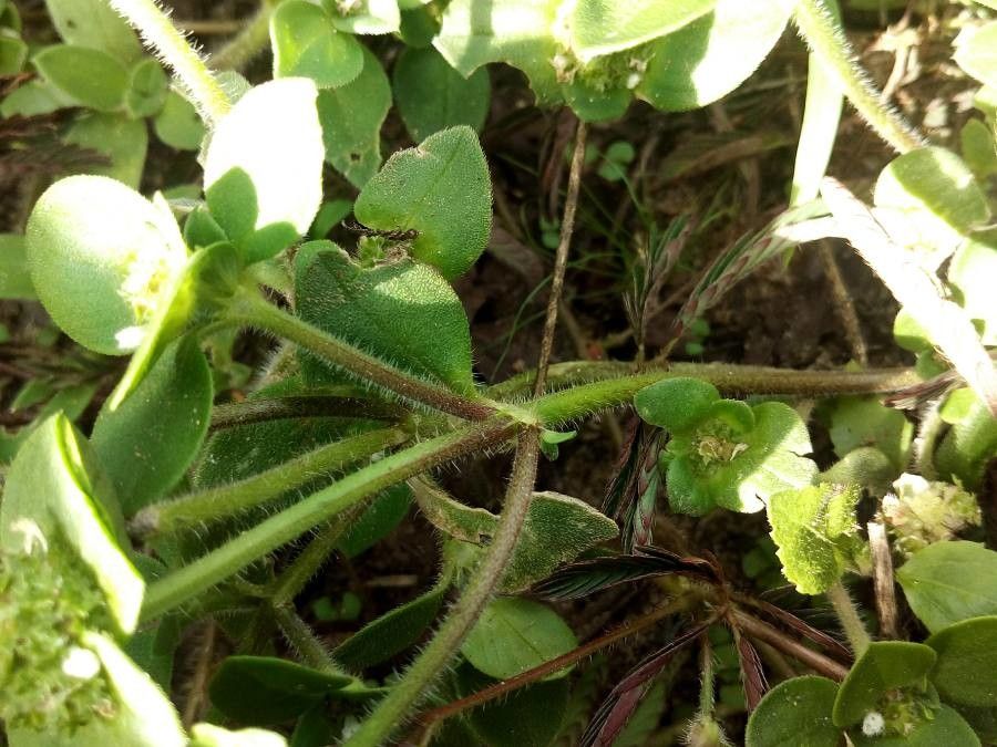 Richardia brasiliensis bark