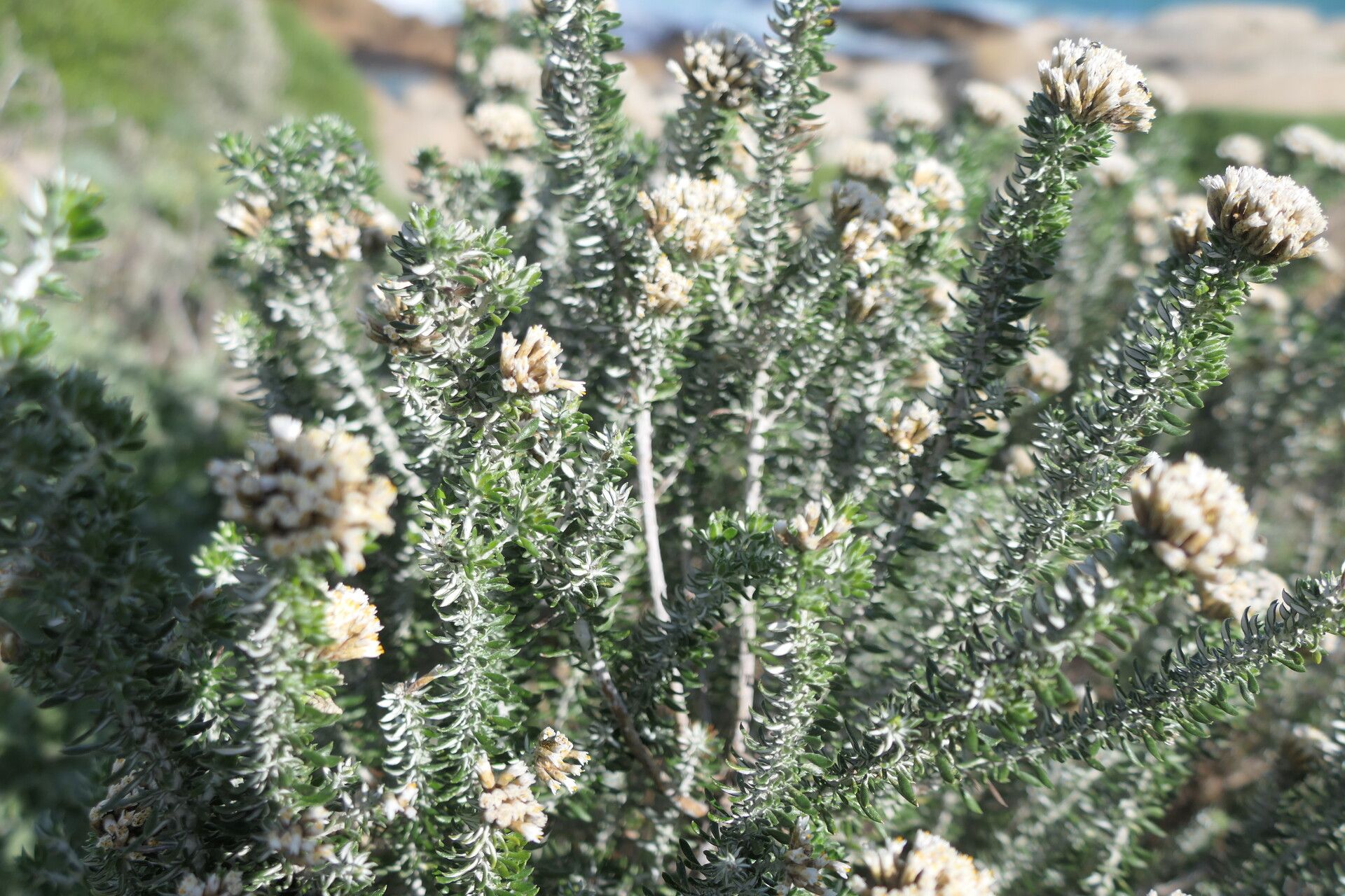 Metalasia muricata — search result for 'Lesotho'