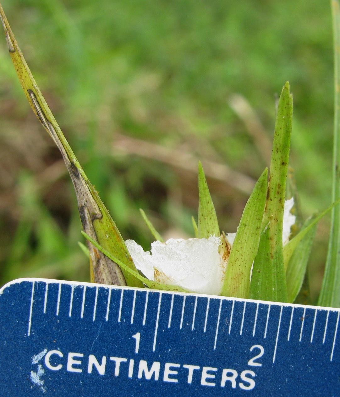 Elleanthus caricoides other