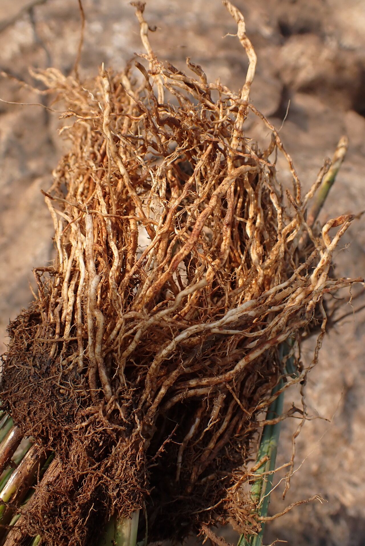 Eragrostis barteri bark
