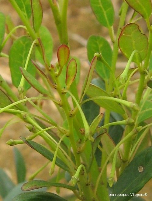 Phyllanthus buxoides — search result for 'Phyllanthus'