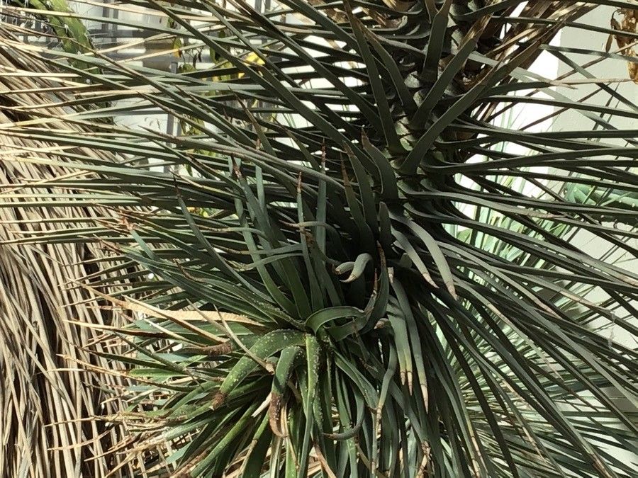 Yucca brevifolia leaf
