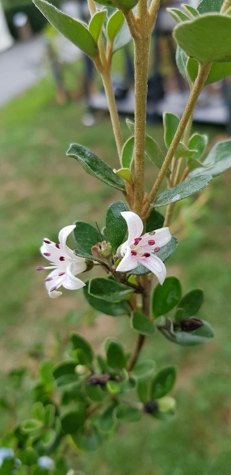 Correa alba flower
