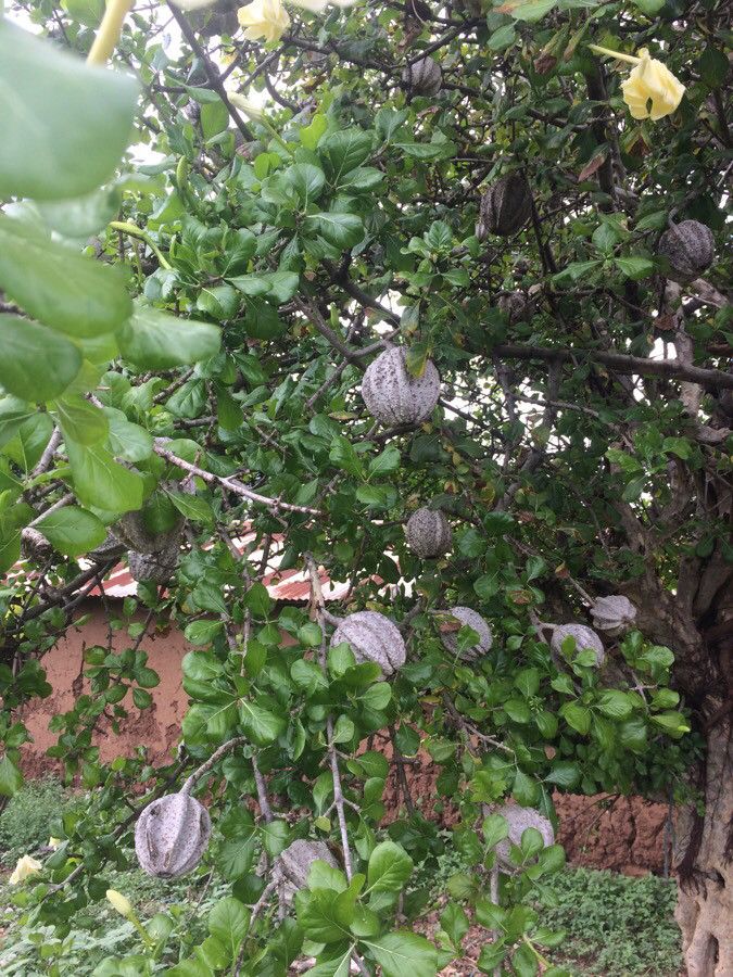 Gardenia volkensii fruit