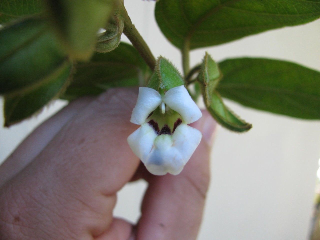 Mendoncia costaricana flower