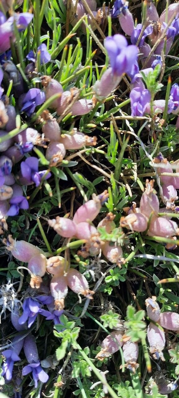 Erinacea anthyllis fruit