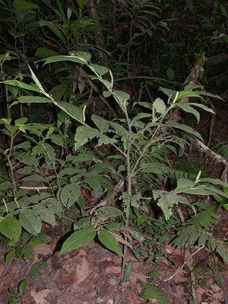 Piper zhorquinense habit