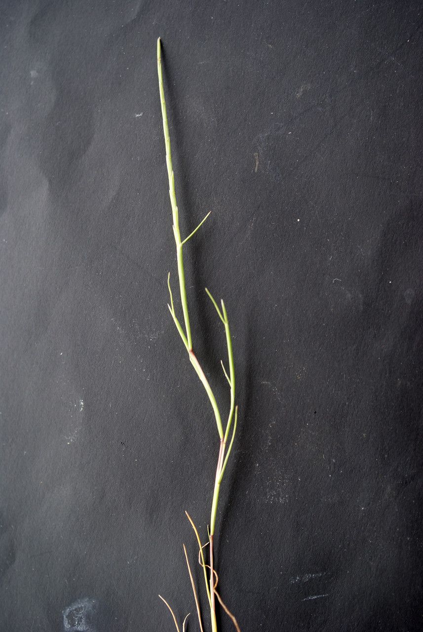 Parapholis filiformis habit