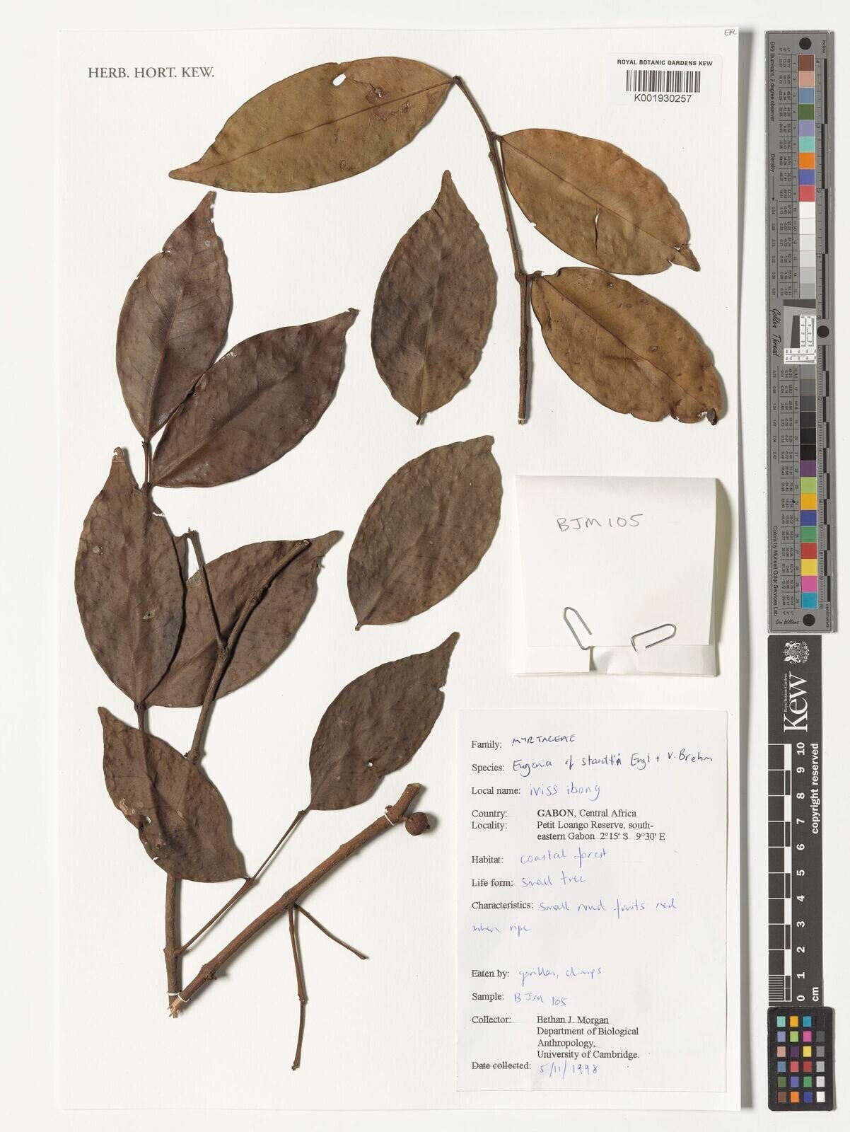 Eugenia staudtii — houseplant care guide