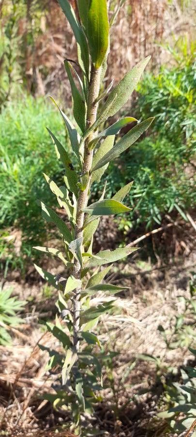 Solidago chilensis — search result for 'Solidago'