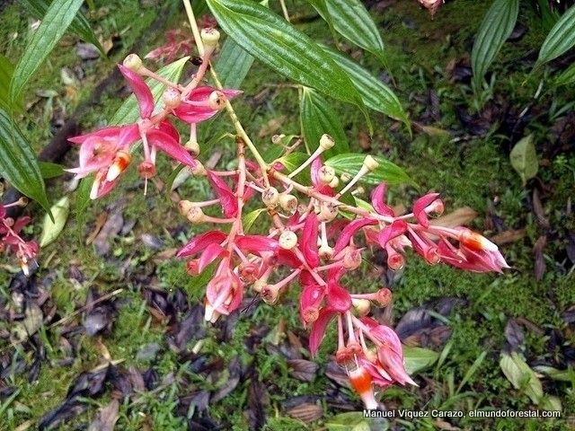 Cavendishia quereme — houseplant care guide