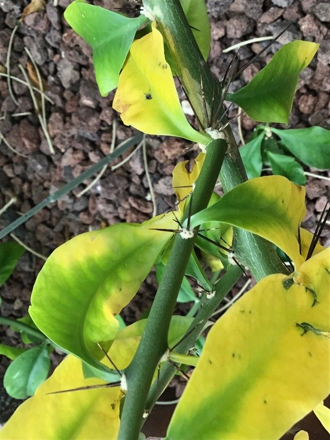 Pereskia grandifolia