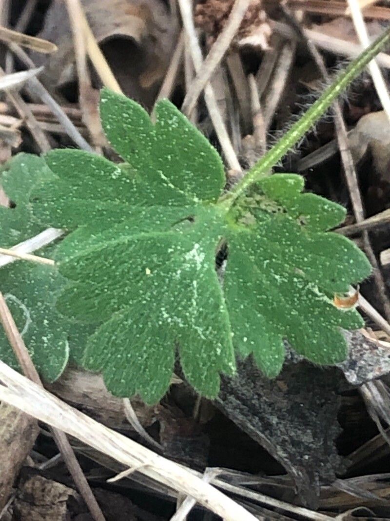 Ranunculus paludosus — houseplant care guide