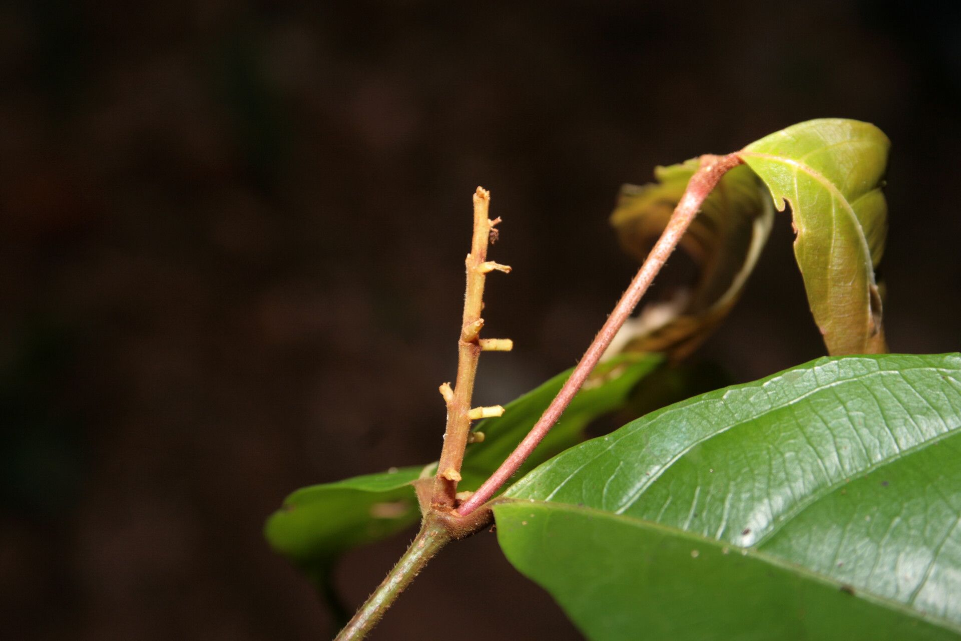 Rinorea pubiflora other