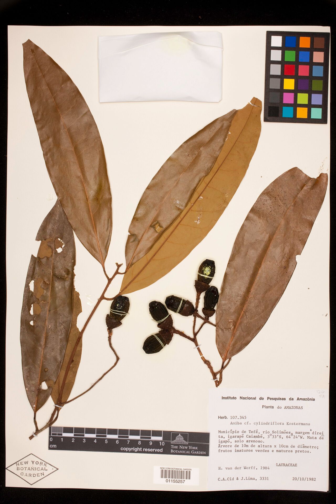 Aniba cylindriflora fruit