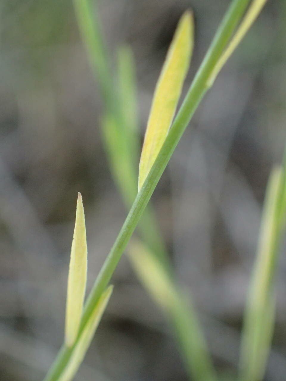 Linum trigynum — search result for 'Linaceae'