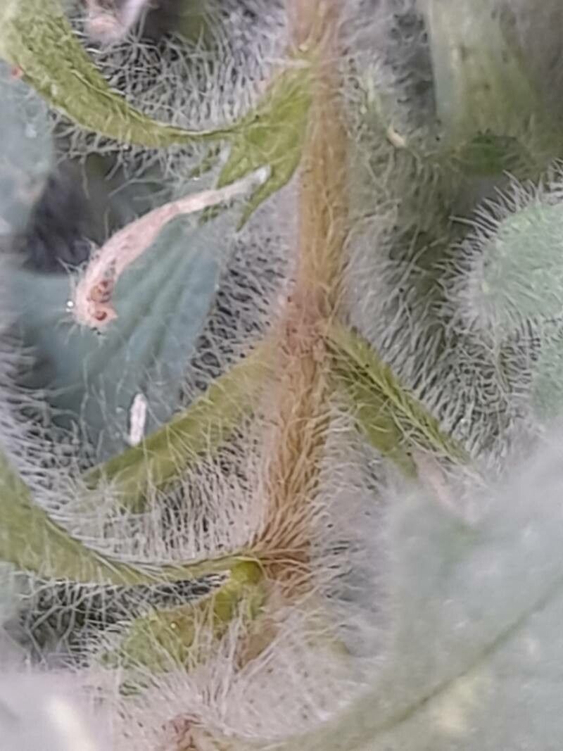 Ajuga austroiranica bark