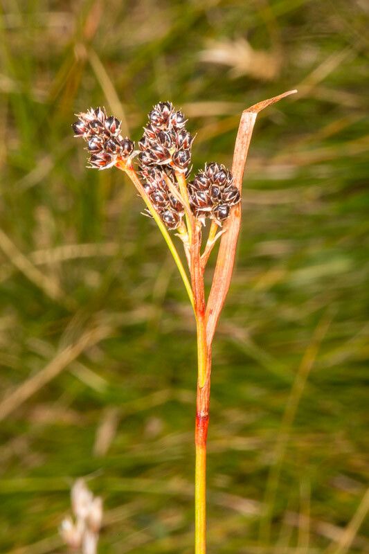 Luzula multiflora fruit