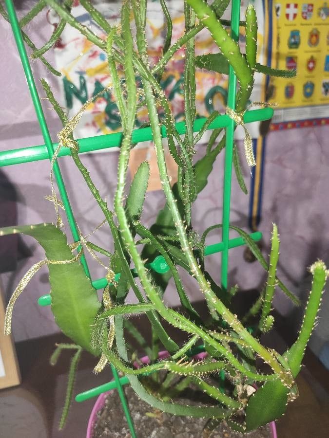 Disocactus biformis leaf