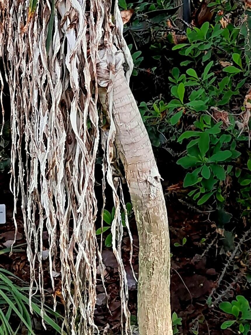 Aloidendron sabaeum bark