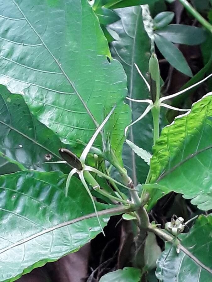 Justicia carnea fruit