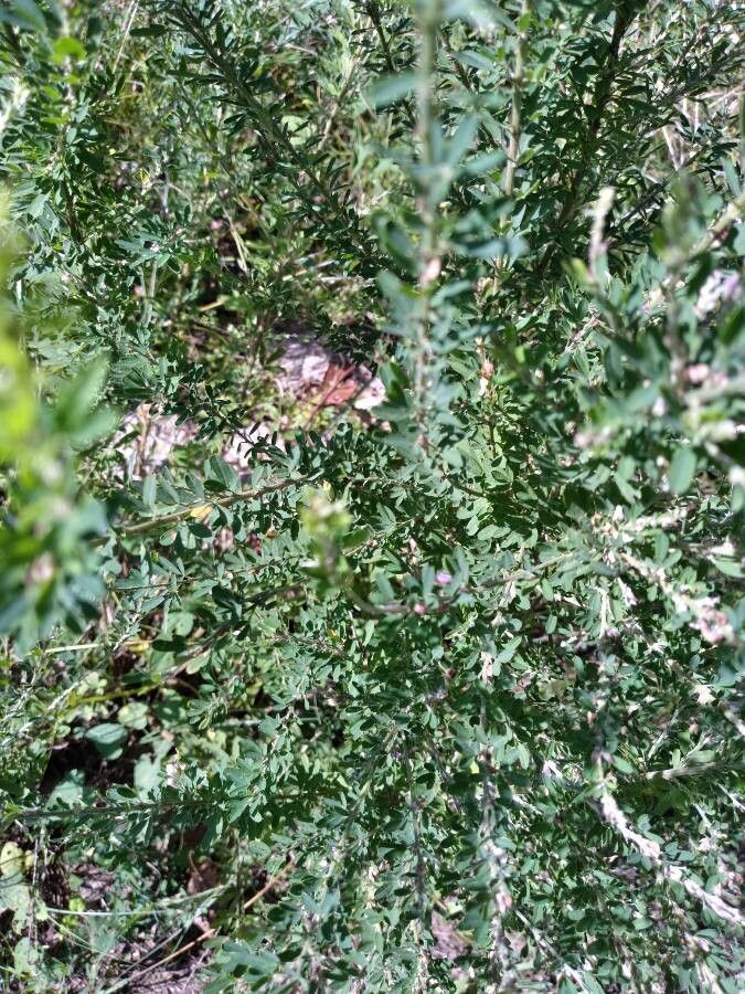 Lespedeza virginica — search result for 'Lespedeza'