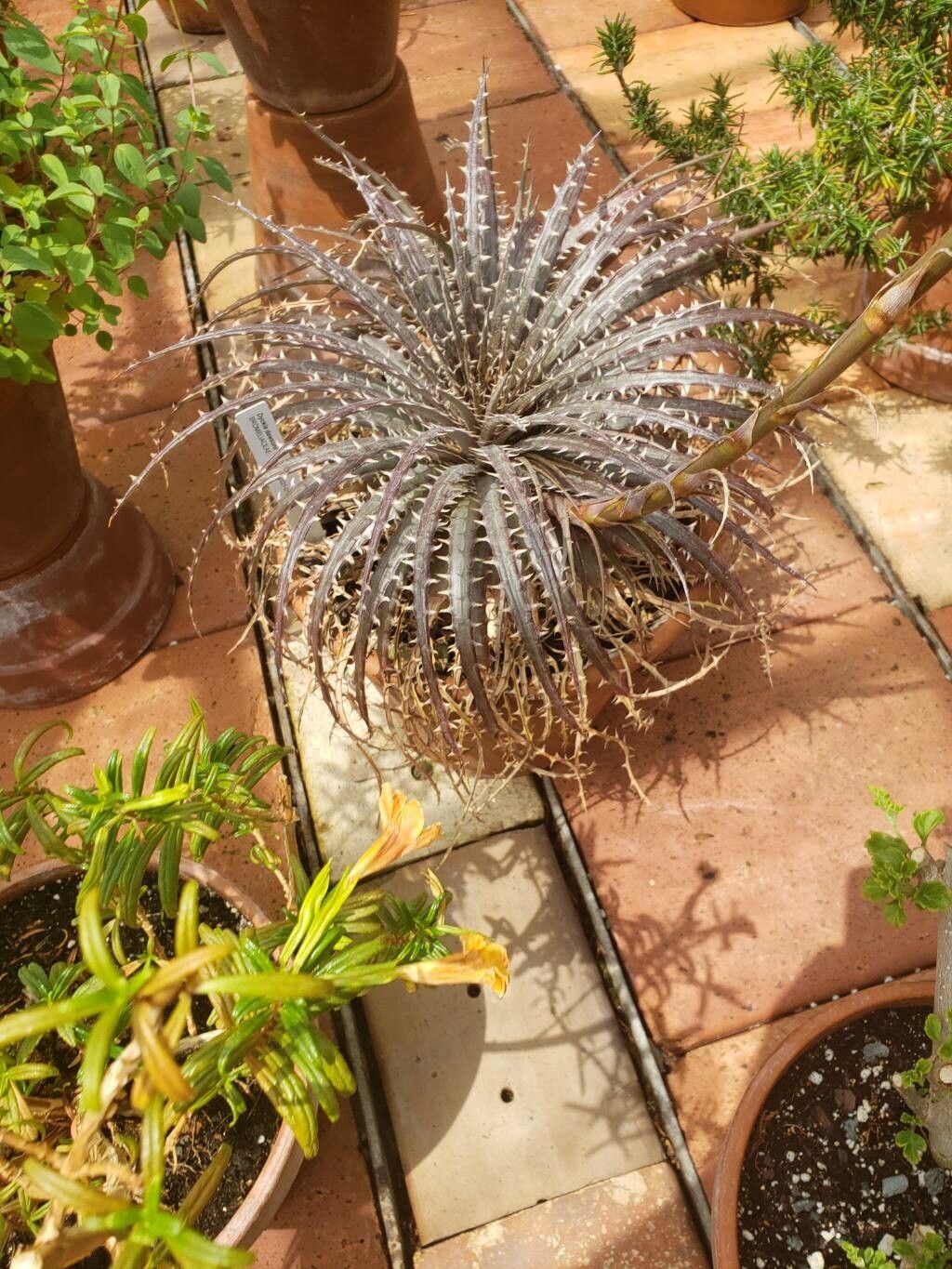 Dyckia dawsonii habit