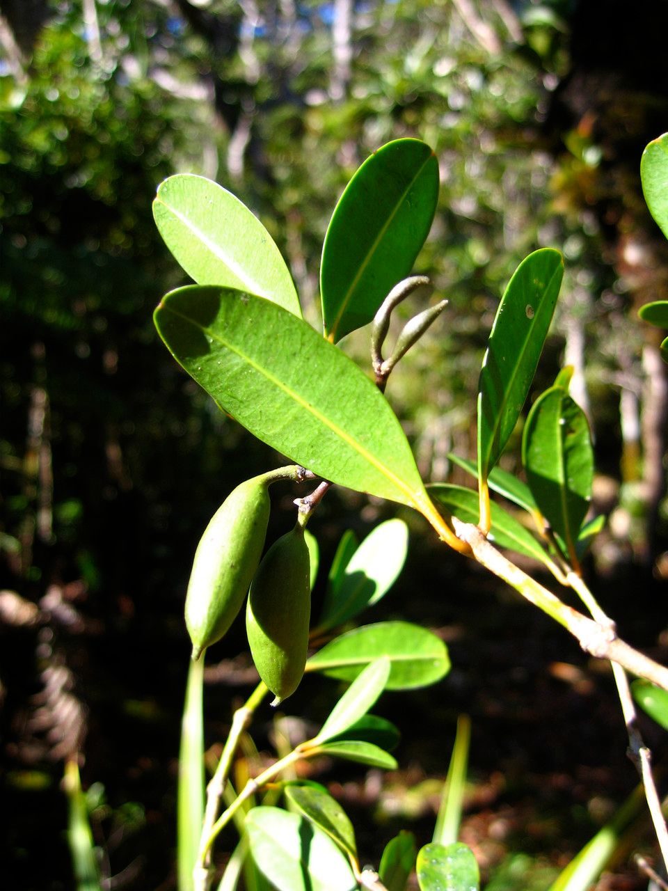 Alyxia hurlimannii habit