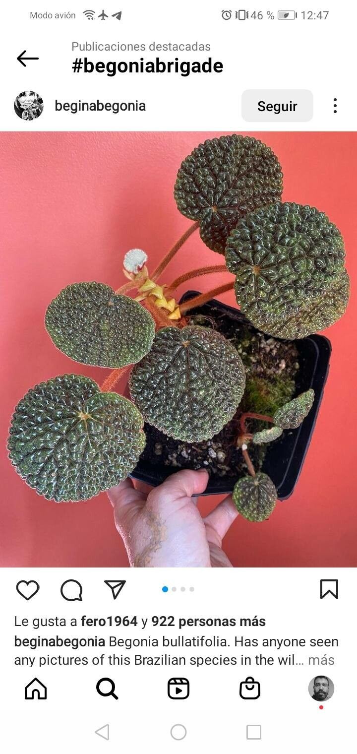 Begonia bullatifolia — houseplant care guide