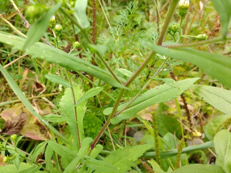 Symphyotrichum prenanthoides leaf