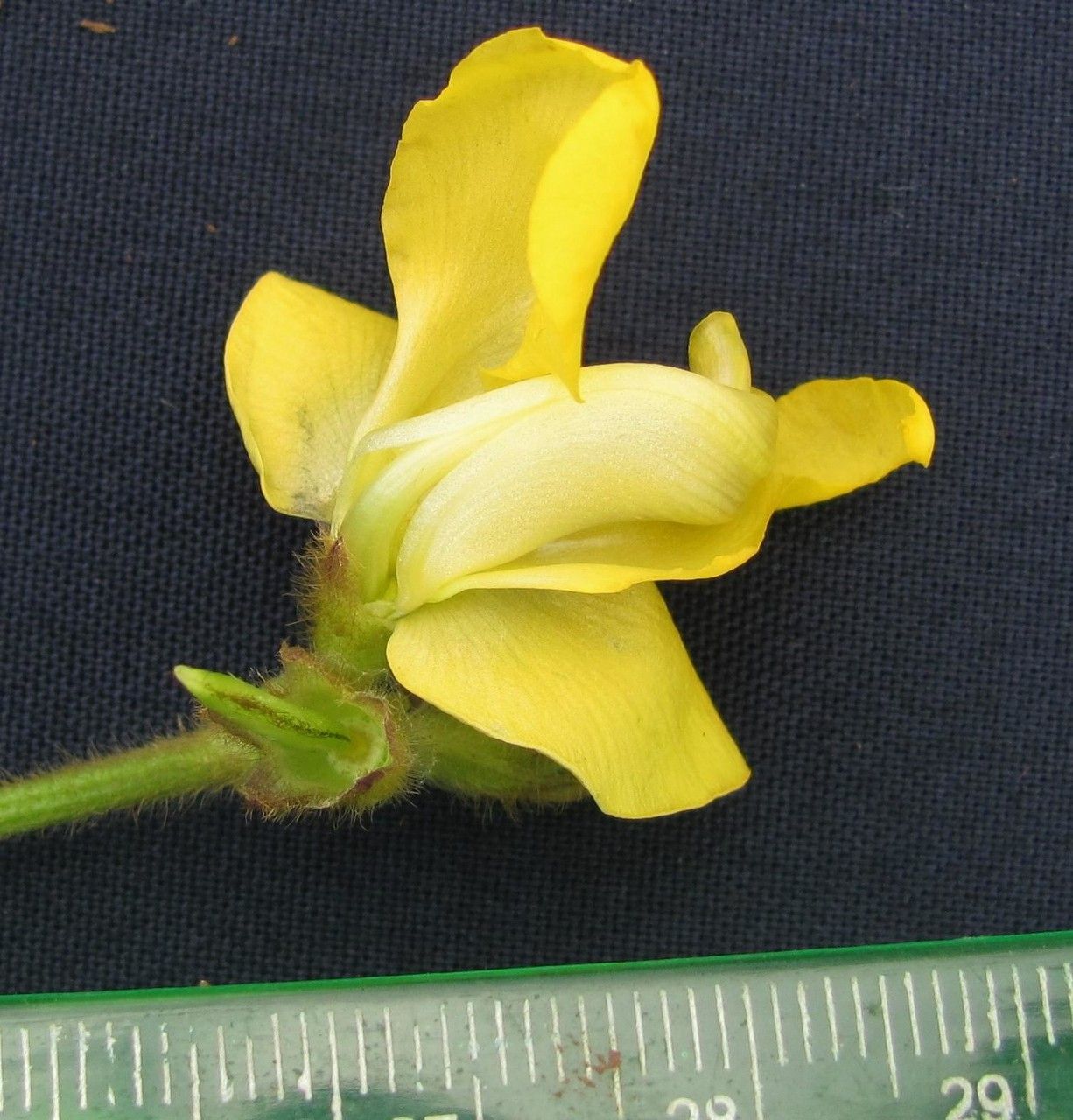 Vigna lasiocarpa — search result for 'Vigna'