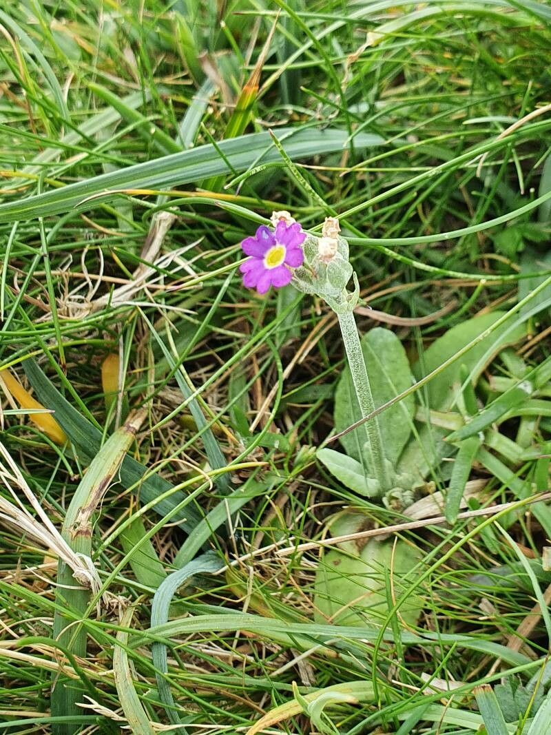 Primula scotica flower